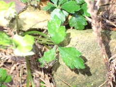 Sanicula lamelligera