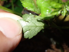 Sanicula lamelligera