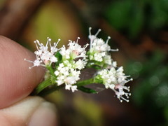 Sanicula lamelligera