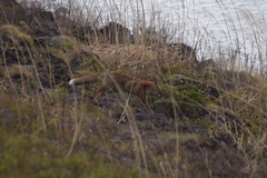 Vulpes vulpes japonica