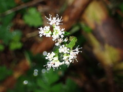 Sanicula lamelligera