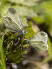 Leptidea sinapis