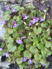 Cymbalaria muralis
