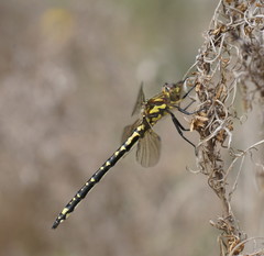 Eusynthemis virgula