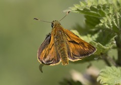Ochlodes sylvanus