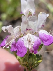 Collinsia concolor