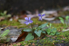 Viola japonica