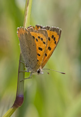 Lycaena phlaeas