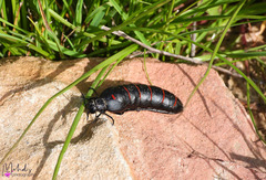 Berberomeloe maculifrons