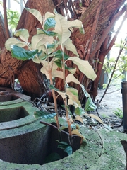 Brachylaena discolor