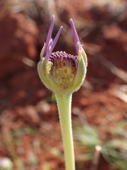 Pseudopegolettia tenella