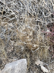 Dasyochloa pulchella