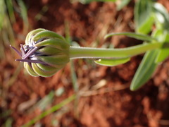 Pseudopegolettia tenella