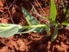 Pseudopegolettia tenella
