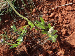 Pseudopegolettia tenella