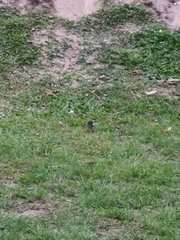 Spodiopsar cineraceus