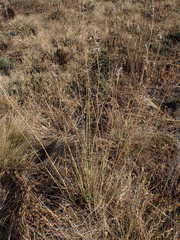 Cymbopogon pospischilii