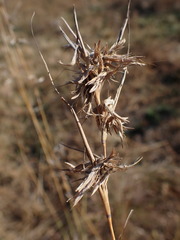 Cymbopogon pospischilii