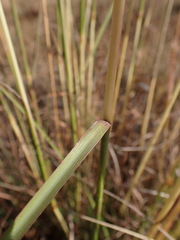 Cymbopogon pospischilii