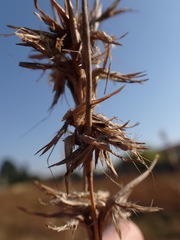 Cymbopogon pospischilii