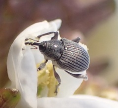 Archarius salicivorus