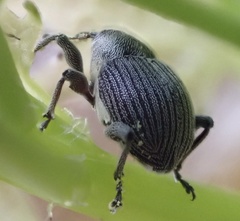 Archarius salicivorus