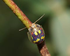 Paropsisterna gloriosa