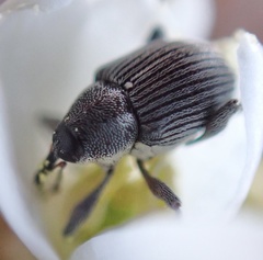 Archarius salicivorus