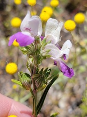 Collinsia concolor