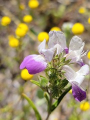 Collinsia concolor