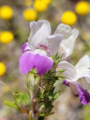 Collinsia concolor