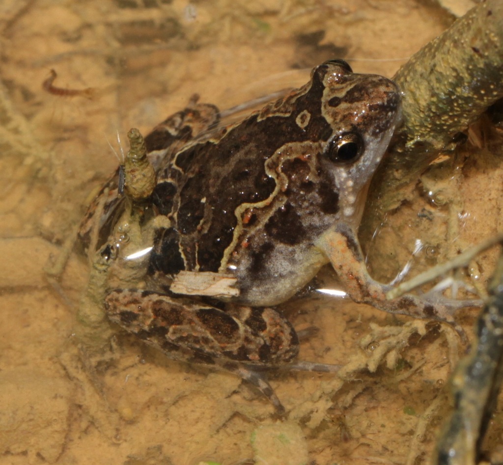 Tubercled Pygmy Frog From Sepang Selangor Malaysia On August 24 2013 At 02 59 PM By Phil