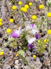 Collinsia concolor