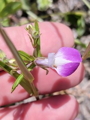 Collinsia concolor