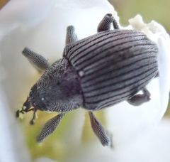 Archarius salicivorus