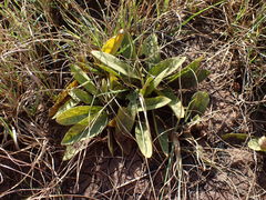 Pygmaeothamnus