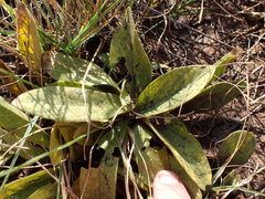 Pygmaeothamnus