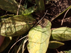 Pygmaeothamnus
