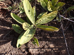 Pygmaeothamnus