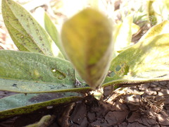 Pygmaeothamnus