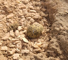 Himantopus himantopus