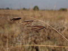 Tristachya leucothrix