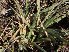 Tristachya leucothrix