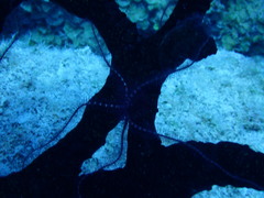 Ophiothrix suensoni