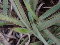 Tristachya leucothrix