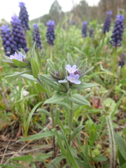 Buglossoides