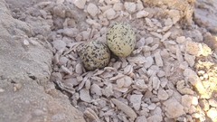 Himantopus himantopus