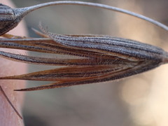 Tristachya leucothrix