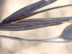 Tristachya leucothrix