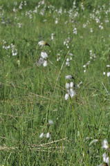 Eriophorum latifolium